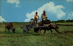 Philippine Farm Scene Postcard