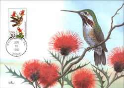 Callipe Hummingbird Maximum Cards