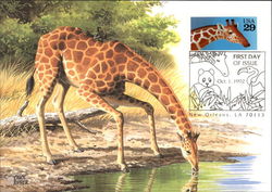 Giraffe Postcard