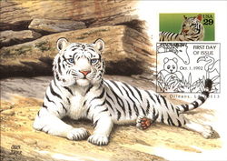 Bengal Tiger Postcard