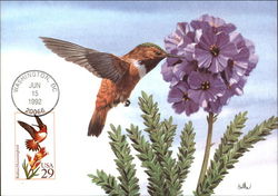 Rufous Hummingbird Postcard