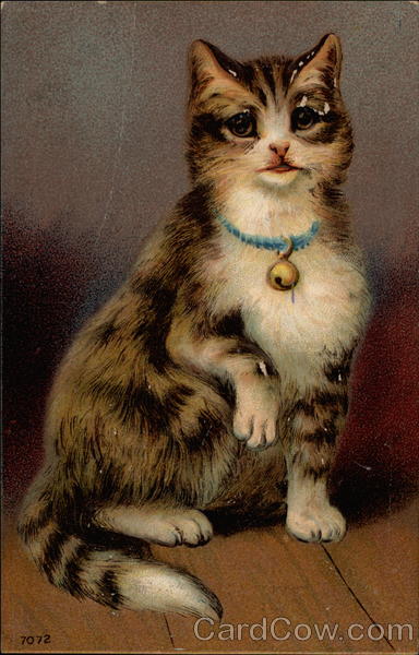 Cat with blue collar Cats