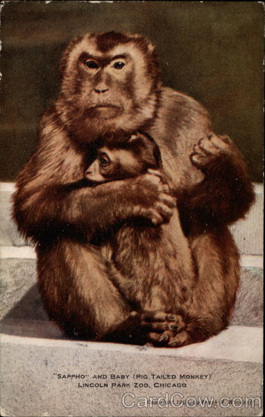 Sappho and Baby Pig Tailed Monkey Monkeys