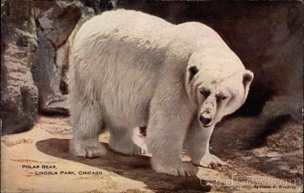 Polar bear, Lincoln Park, Chicago Bears