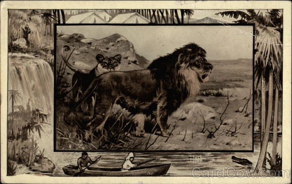 The lion Lions