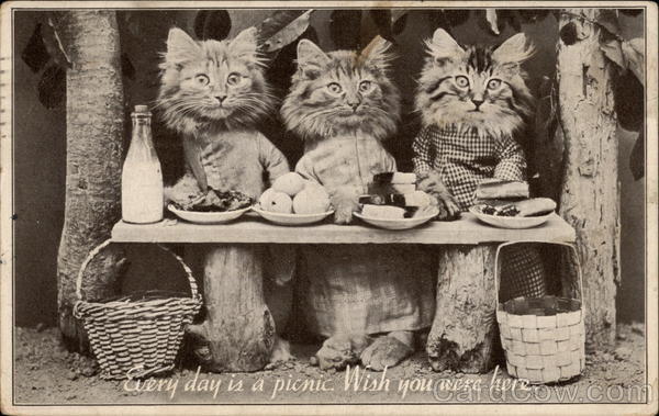 Cats having a picnic