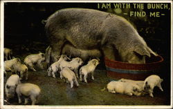 I am with the bunch - find me - Postcard