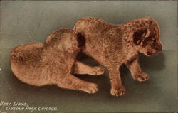 Baby lions, Lincoln Park, Chicago Postcard