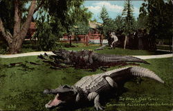 The whole dam family at the California Alligator Farm, Los Angeles Postcard