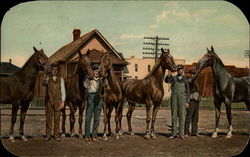 Horse farm Postcard