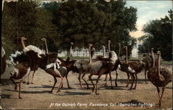 At the Ostrich Farm Pasadena Cal At the Ostrich Farm Pasadena Cal
