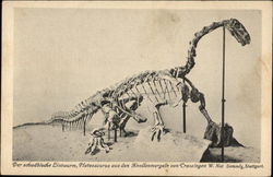 Dinosaur (Plateosaurus) bones in museum Postcard