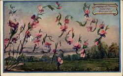 Language of Flowers. Sweet Pea: "Wish you joy." Postcard