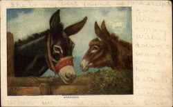 Two donkeys Postcard