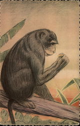 Singe à la banane Monkeys Postcard Postcard