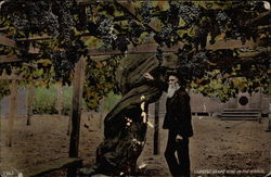 Largest Grape Vine in the World Postcard