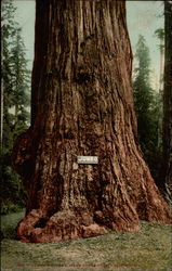 Jumbo Big Tree Postcard