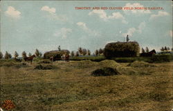 Timothy and Red Clover Field Postcard