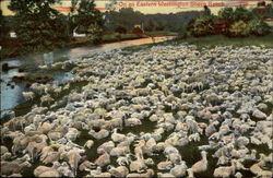On an Eastern Washington Sheep Ranch Postcard Postcard