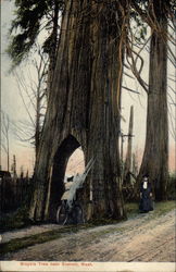 Bicycle Tree Everett, WA Postcard Postcard