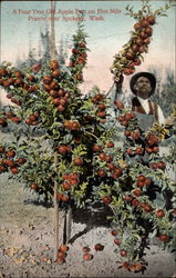 A Four Year Old Apple Tree on Five Mile Prarie Spokane, WA Fruit Postcard Postcard