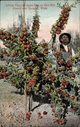 A Four Year Old Apple Tree on Five Mile Prarie A Four Year Old Apple Tree on Five Mile Prarie
