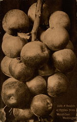 A Branch of Apples A Branch of Apples