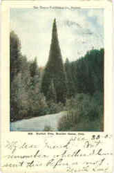Perfect Tree Boulder Canon, CO Postcard Postcard