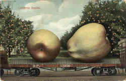 California Apples Exaggeration Postcard