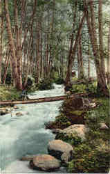 Ashland Creek Canyon Oregon Postcard 