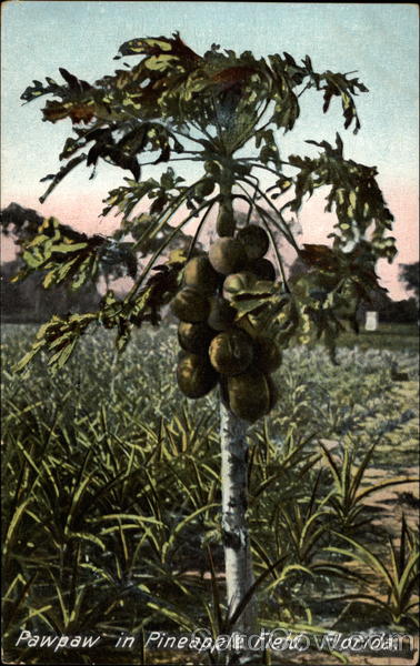 Pawpaw in Pineapple Field, Florida