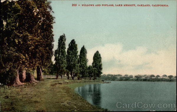 Willows and Poplars, Lake Merritt Oakland California