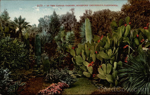In the Cactus Garden, Stanford University California