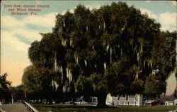 Live Oak, Corner Church and Wood Streets Postcard