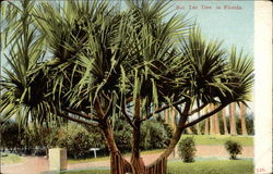Ban Yan Tree Florida Postcard Postcard
