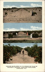 Orange groves Postcard