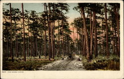 Pine Woods Postcard