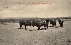 Buffalo herd Postcard