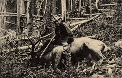 A Big Bag - The Big Elk of the Tetons Postcard