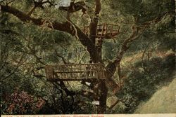 Tree platform, Piedmont Springs Oakland, CA Postcard Postcard