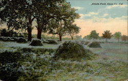 Alfalfa Field Postcard