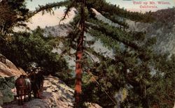 Trail up Mt. Wilson Postcard