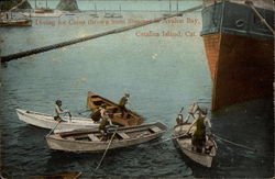Diving for Coins thrown from Steamer in Avalon Bay Postcard
