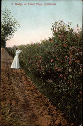 A hedge of sweet peas Flowers Postcard Postcard