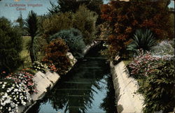 A California irrigation canal Postcard