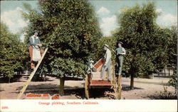 Orange Picking in Southern California Postcard