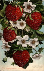 1982 - Strawberries and Blossoms Postcard