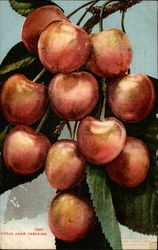 Royal Anne Cherries Fruit Postcard Postcard