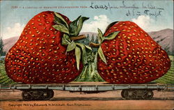 A carload of mammoth strawberries Postcard