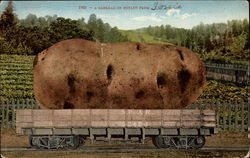 A Carload of Potato from ____________ A Carload of Potato from ____________